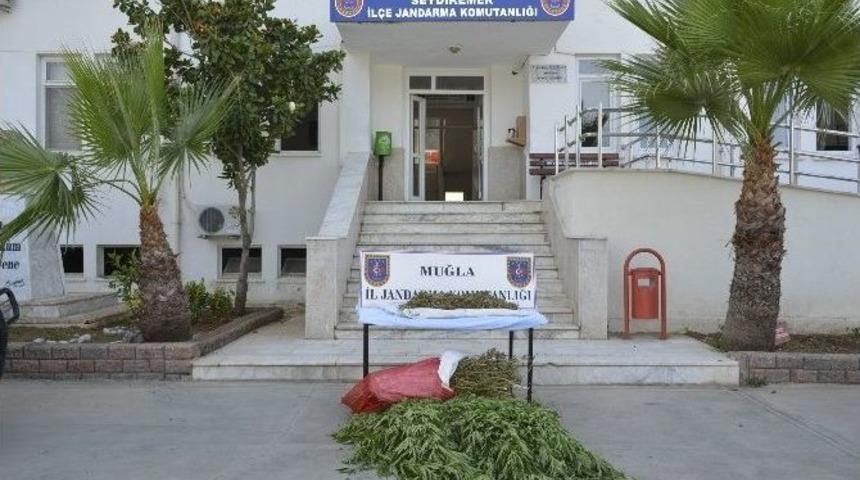 Seydikemer&rsquo;de Kenevir Ve Kubar Operasyonu