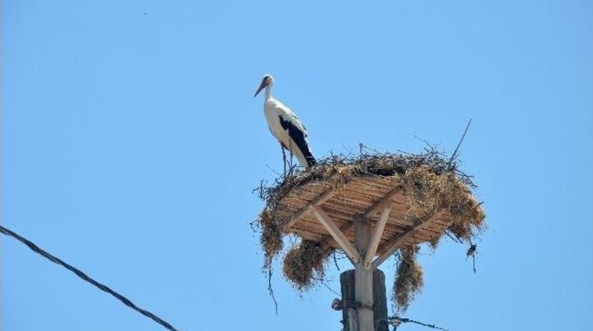 Bursa&rsquo;da Leylek Festivali Coşkusu...