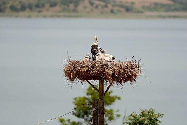 Bursa’da Leylek Festivali Coşkusu...