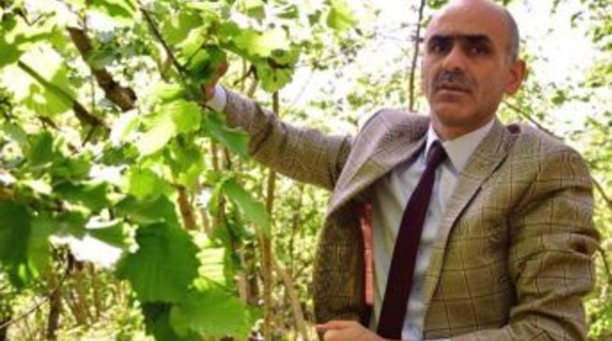 Abd&rsquo;de A&ccedil;ıklanan Fındık Rekoltesine Tepki