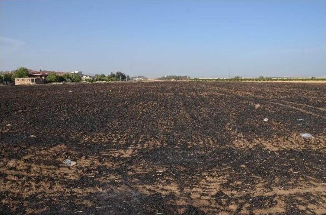 T&uuml;rkoğlu&rsquo;nda 100 D&ouml;n&uuml;m Buğday Tarlası K&uuml;l Oldu