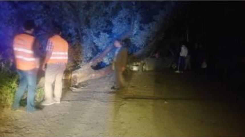 Kontrolden &Ccedil;ıkan Otomobil Ağacı Devirdi