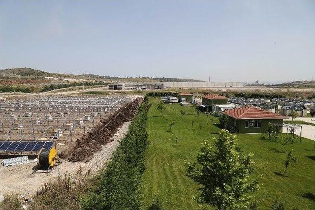 Atık Su, Güneş Enerjisi İle Arıtılacak (özel Haber)