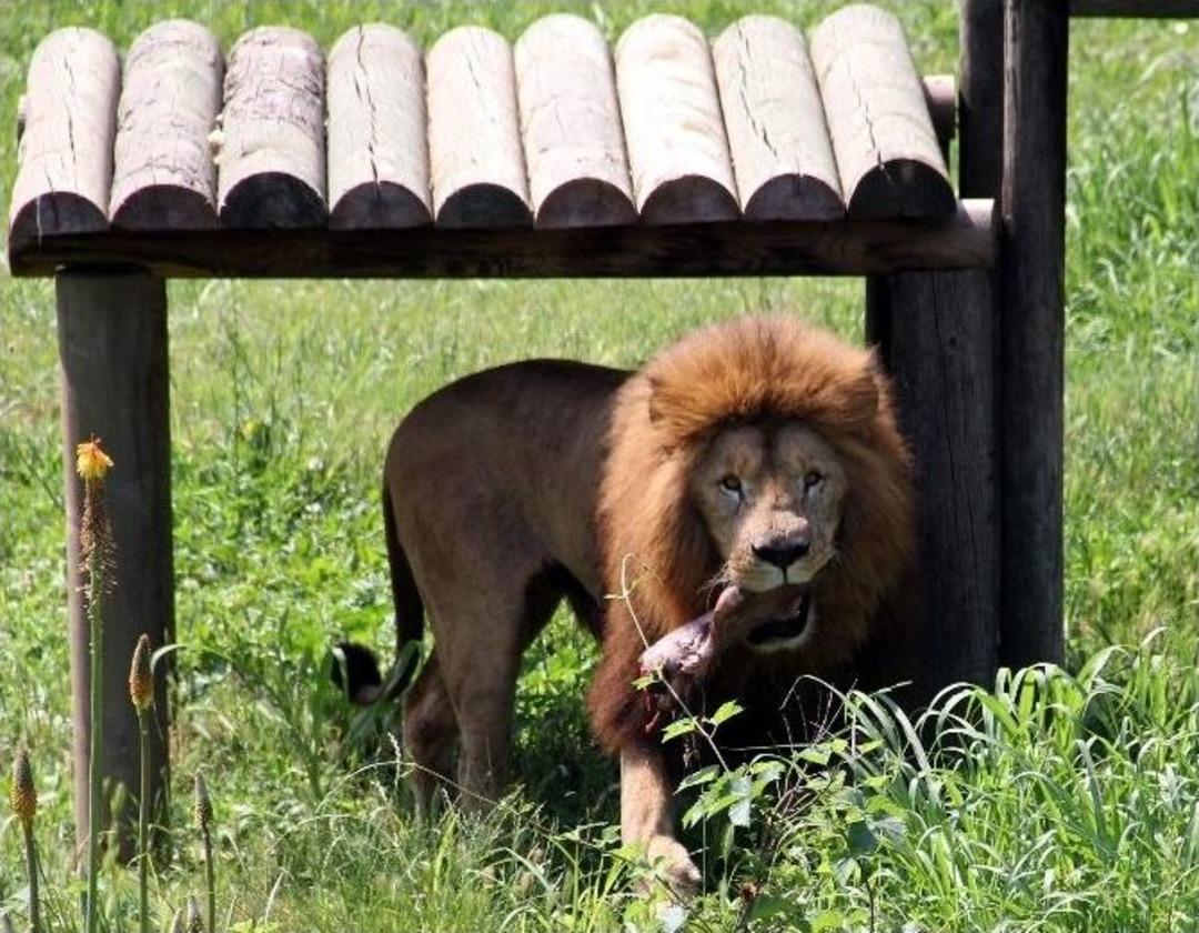 Aslanlar A&ccedil;lık Testini B&ouml;yle Ge&ccedil;ti (&ouml;zel Haber)