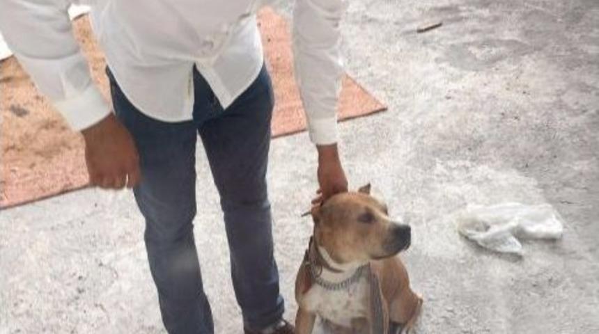 Adana&rsquo;da &rsquo;pitbull&rsquo; Operasyonu