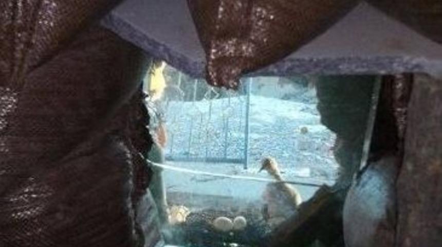 Kuşlar G&uuml;venlik Kuvvetlerinin Mevzilerine Yuva Yaptı