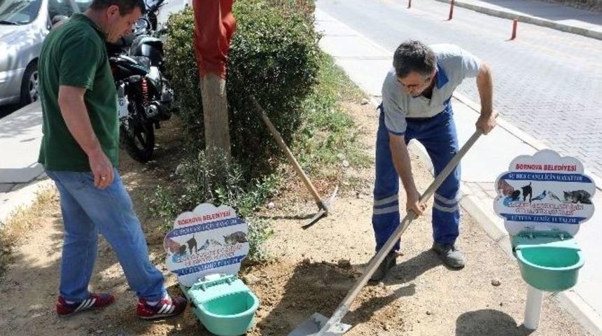 T&uuml;rkiye&rsquo;ye &Ouml;rnek, Hayvan Dostu Taksi Durakları