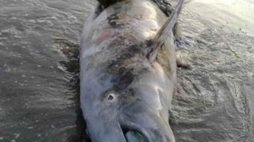 Mersin Sahilinde &Ouml;l&uuml; Yunus Balığı Bulundu