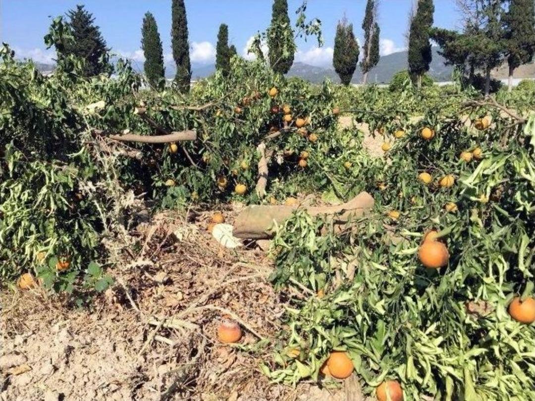 Alanya&rsquo;da Portakal Ve Limon Ağacı Katliamı