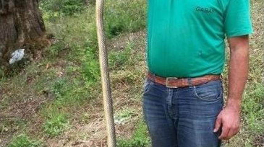 Havalar Isındı, Yılanlar &Ccedil;ift&ccedil;ileri Korkutmaya Başladı