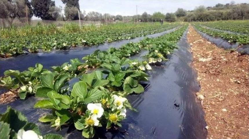 Aydın&rsquo;da Fide Dikimlerinde Sona Gelindi