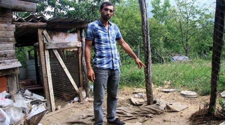 Erkek Pitbull&rsquo;u Zehirlediler, Hamile Eşini &Ccedil;alıp Ka&ccedil;tılar