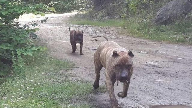 Erkek Pitbull’u Zehirlediler, Hamile Eşini Çalıp Kaçtılar