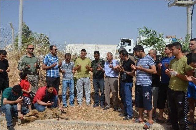 Nusaybin’de Görevli Asker Ve Polisler İçin Kurban Kesildi