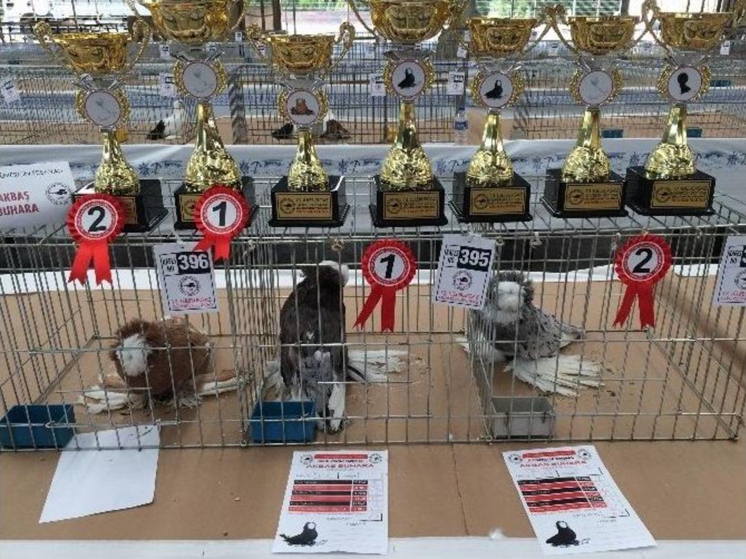 Kuş Sevdası 700 Kilometre Yol Yaptırdı