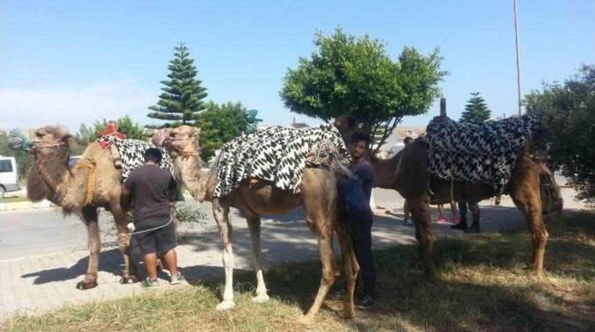 Deveci Uyuşturucu Satıcısı &Ccedil;ıktı
