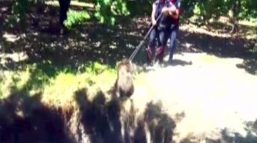 Su Kuyusuna D&uuml;şen Yaban Domuzunu İtfaiye Kurtardı