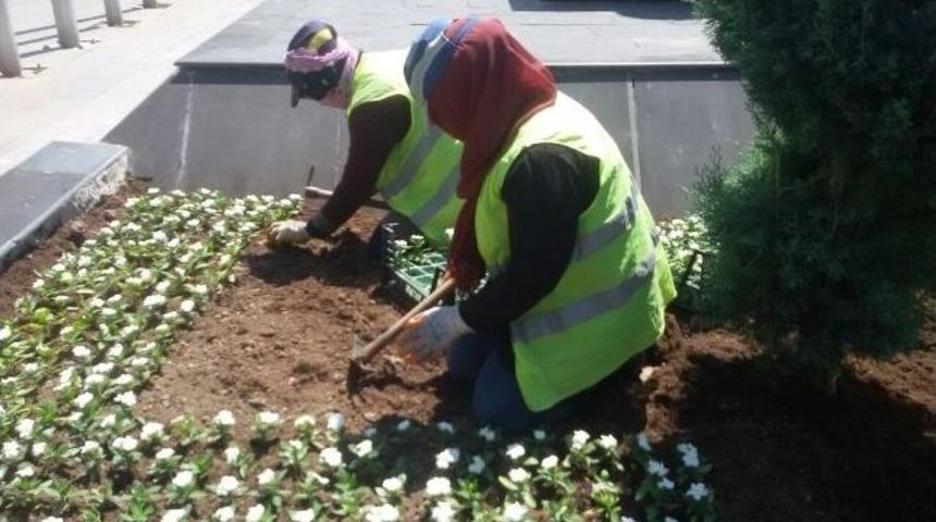 Aksarkay Belediyesi Milyonlarca &Ccedil;i&ccedil;eği Toprakla Buluşturdu