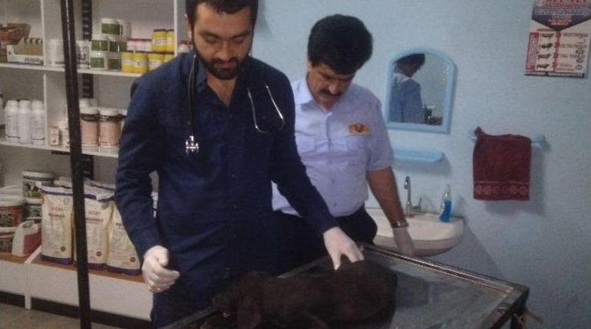 Yaralı K&ouml;pek Tedavi Altına Alındı