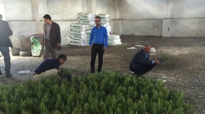 Patnos&rsquo;ta 3 Bin Adet &Ccedil;am Fidanı Dağıtıldı