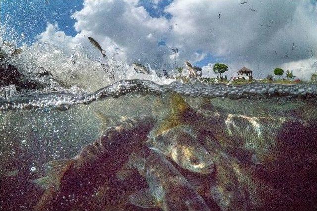 Uçan Balıkların Göçü Su Altı Kamerası İle Böyle Görüntülendi