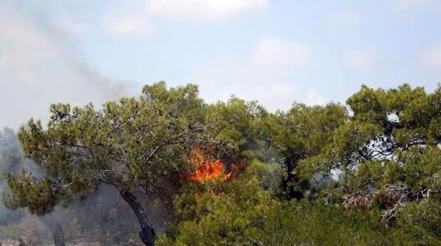 Orman Yangını B&uuml;y&uuml;meden S&ouml;nd&uuml;r&uuml;ld&uuml;
