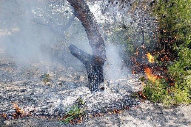 Orman Yangını Büyümeden Söndürüldü