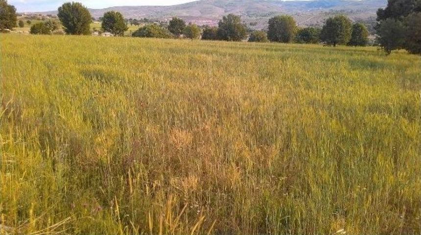 Afyonkarahisar&rsquo;da &Ccedil;ift&ccedil;ilerin Kullandığı G&uuml;bre Mahsullere Zarar Verdiği İddiası