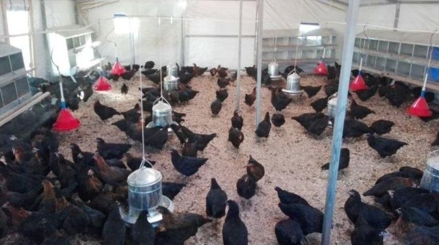 Kırsal Kalkınmaya Yumurta Dopingi