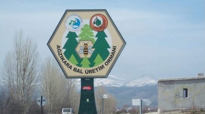 T&uuml;rkiye Bal &Uuml;retiminde S&ouml;z Sahibi Oluyor