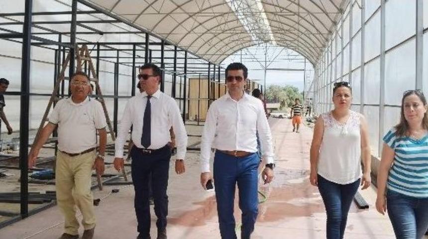 Germencik Seracılıkta Hızla İlerliyor