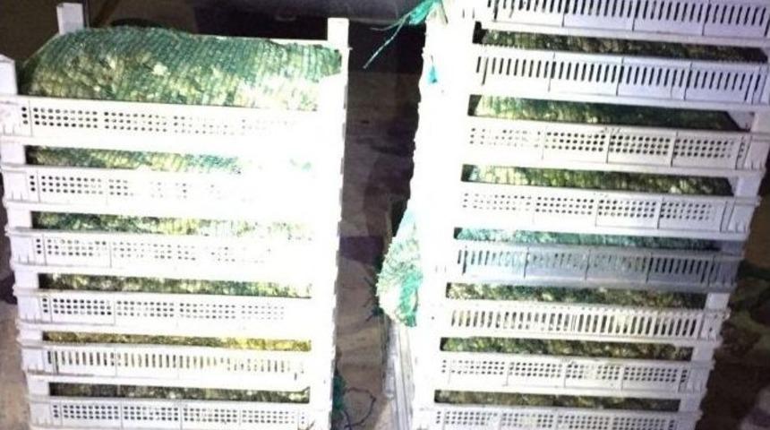 Elazığ&rsquo;da 500 Kilo Kurbağa Ele Ge&ccedil;irildi