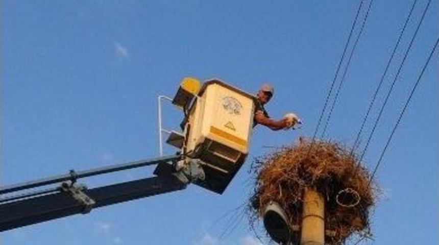 Yere D&uuml;şen Leylek Ve Yavrusu Kurtarıldı