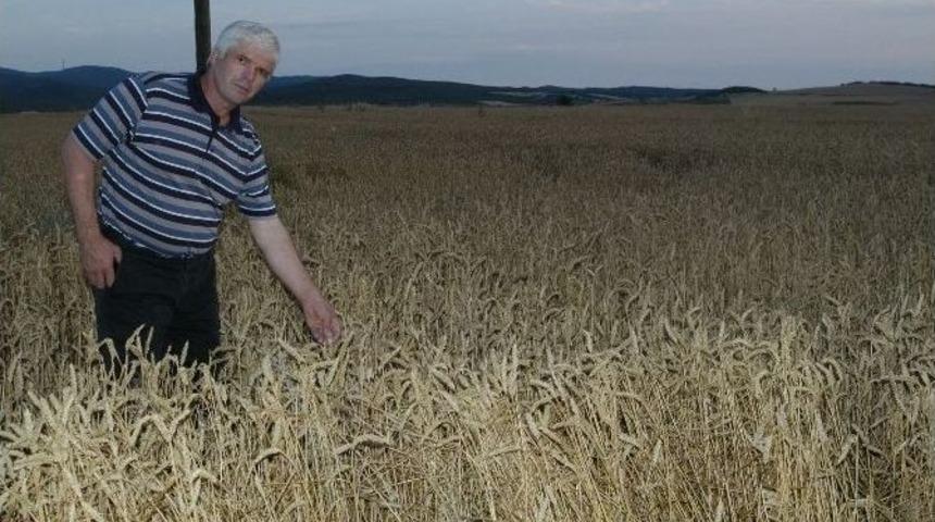 Dolu Tarlaları Vurdu