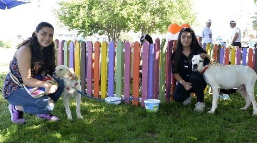 Muratpaşa&rsquo;dan Sokak Hayvanları Festivali