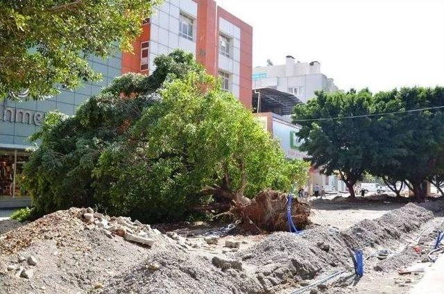 Fırtına Tarsus’ta Ağaçları Devirdi, Çatıları Uçurdu