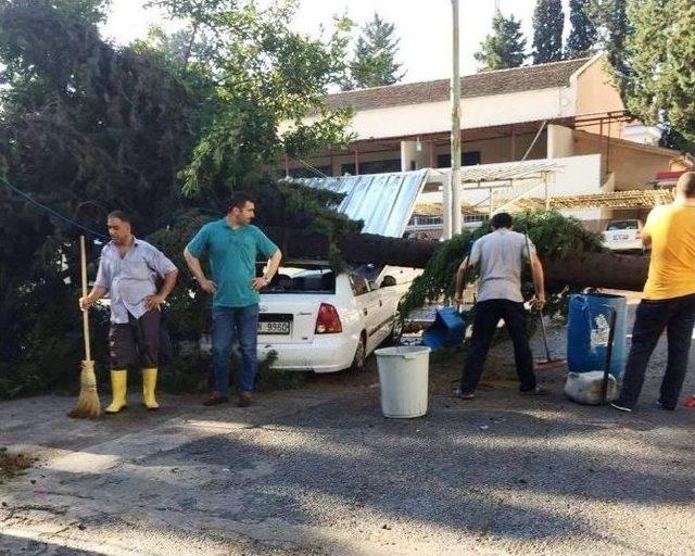 Fırtına Tarsus’ta Ağaçları Devirdi, Çatıları Uçurdu