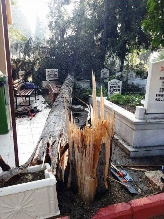 Fırtına Tarsus’ta Ağaçları Devirdi, Çatıları Uçurdu