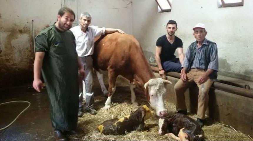 K&uuml;mbet Mahallesinde İkiz Buzağı Sevinci S&uuml;r&uuml;yor