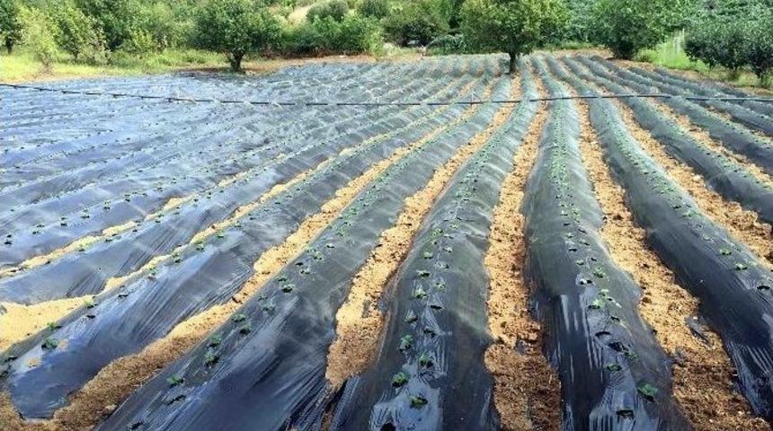 Albion &Ccedil;ilekleri, Kocaeli&rsquo;de &Ccedil;ift&ccedil;ileri Sevindirdi