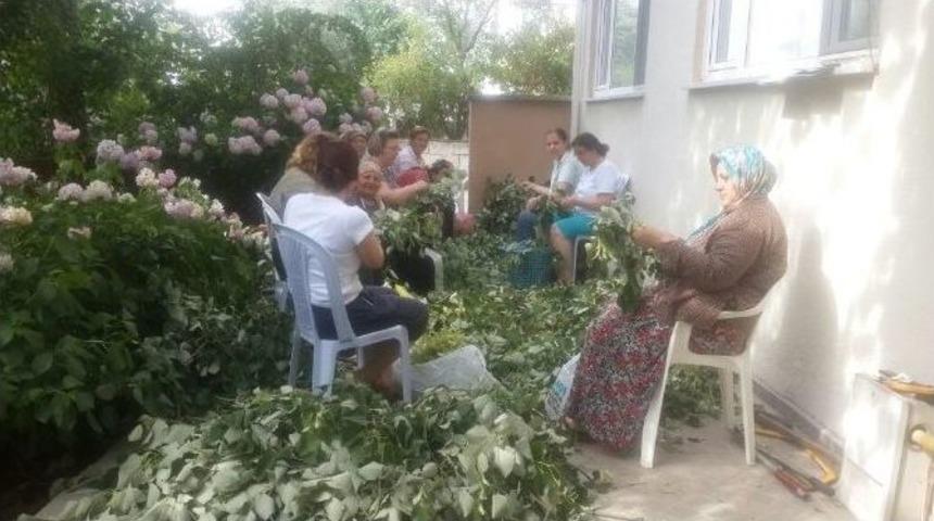 Ihlamur &Ccedil;i&ccedil;ekleri Toplanmaya Başladı