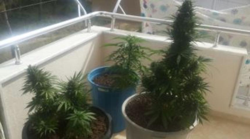 Balkonda Hint Keneviri Yetiştiren 1 Kişi Yakalandı