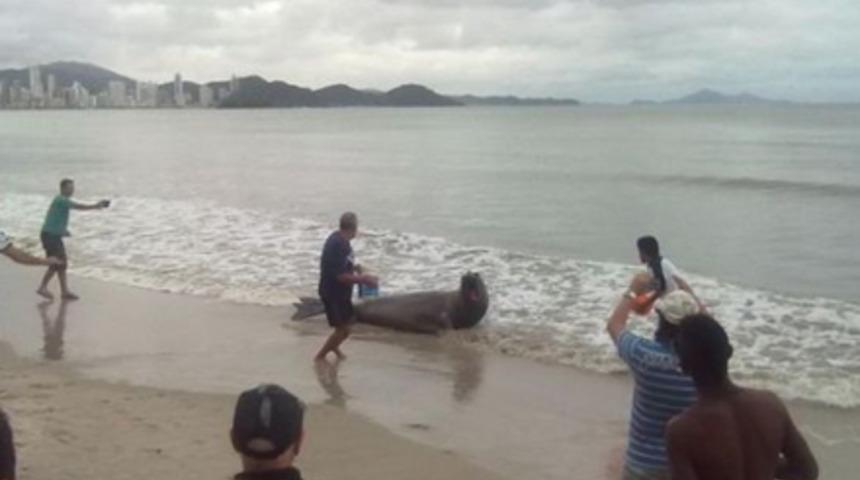 Sokakta istenmeyen misafirler şaşırttı!