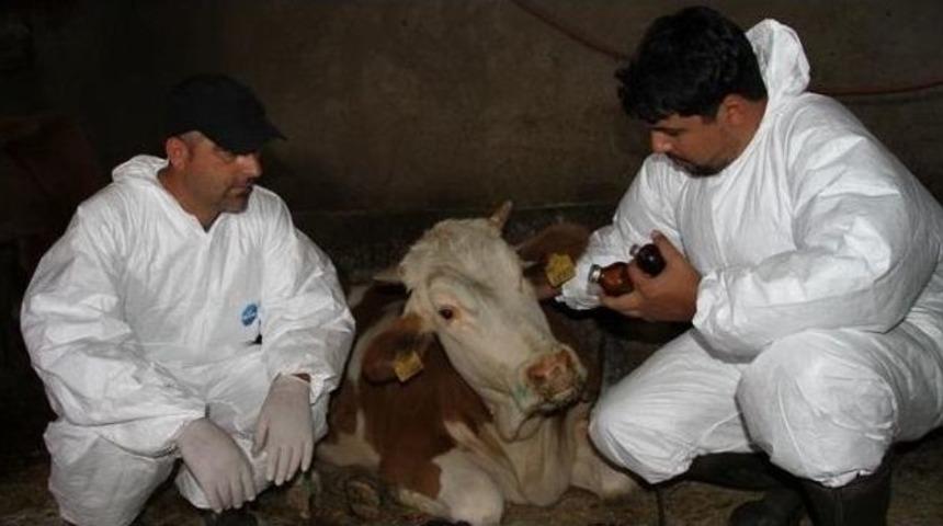 Bing&ouml;l&rsquo;de Şap Hastalığı Alarmı