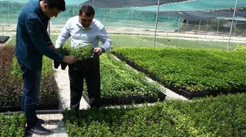 Eskişehir Orman Fidanlık M&uuml;d&uuml;rl&uuml;ğ&uuml;, S&uuml;s Bitkileri &Uuml;retiminde De Hamle Yaptı