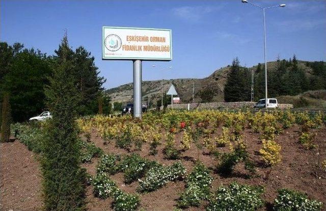 Eskişehir Orman Fidanlık Müdürlüğü, Süs Bitkileri Üretiminde De Hamle Yaptı