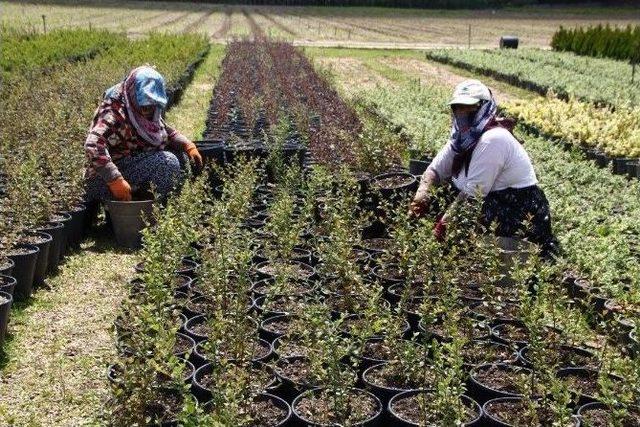 Eskişehir Orman Fidanlık Müdürlüğü, Süs Bitkileri Üretiminde De Hamle Yaptı