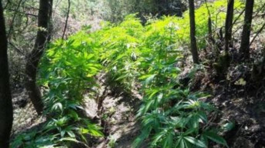 &Ouml;demiş&rsquo;te 2 Bin 771 K&ouml;k Hint Keneviri Yakalandı