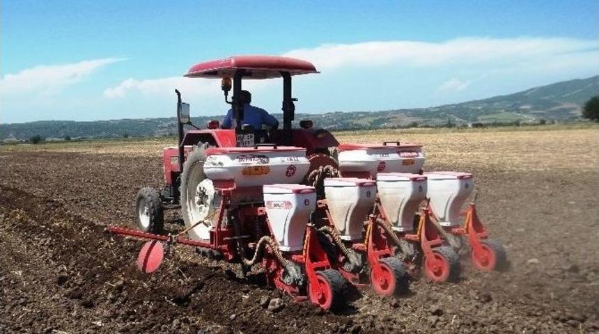 Yer Fıstığında İkinci Ekim D&ouml;nemi Başladı