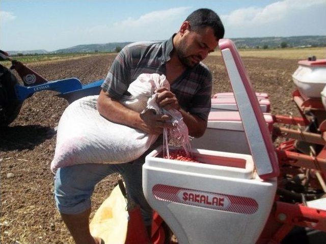 Yer Fıstığında İkinci Ekim Dönemi Başladı